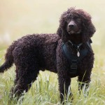 爱尔兰水犬-缩略图-12