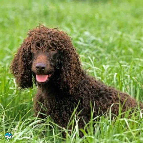 爱尔兰水犬-13