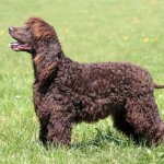 爱尔兰水犬-缩略图-14