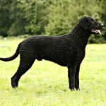 卷毛寻回犬-缩略图-1