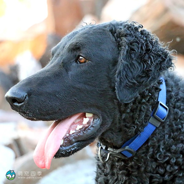卷毛寻回犬-3