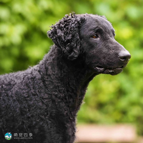 卷毛寻回犬-4