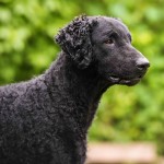 卷毛寻回犬-缩略图-4