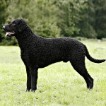 卷毛寻回犬-缩略图-6