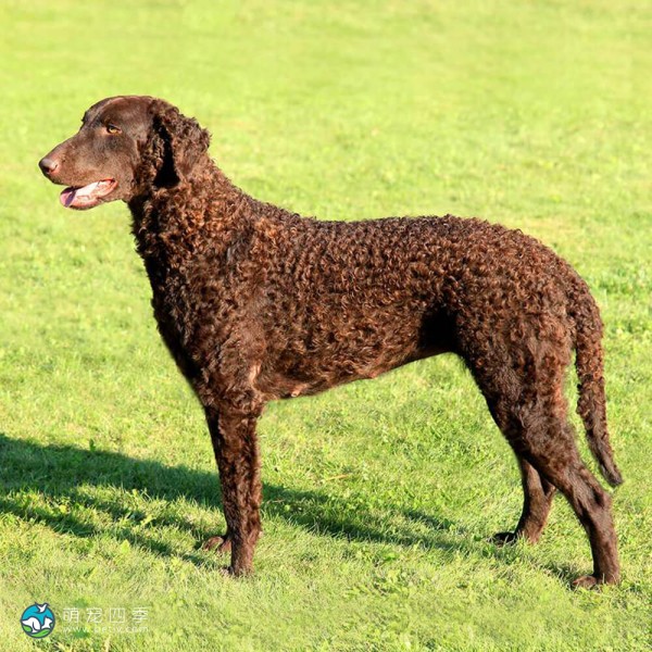 卷毛寻回犬-8