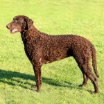 卷毛寻回犬-缩略图-8