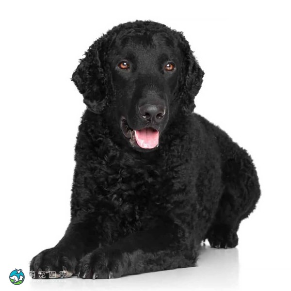 卷毛寻回犬-9