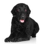 卷毛寻回犬-缩略图-9