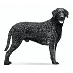 卷毛寻回犬-缩略图-10