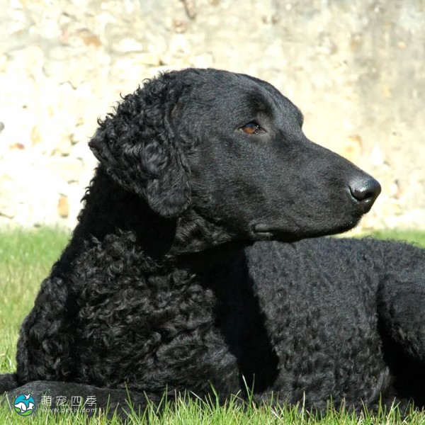 卷毛寻回犬-11