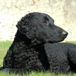 卷毛寻回犬-缩略图-11