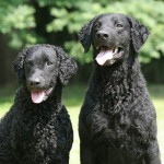 卷毛寻回犬-缩略图-12