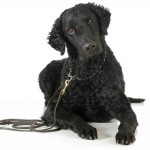 卷毛寻回犬-缩略图-13