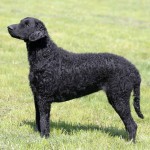 卷毛寻回犬-缩略图-14