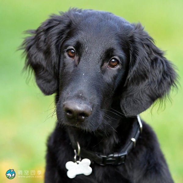 平毛寻回犬-1