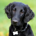 平毛寻回犬-缩略图-1