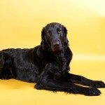 平毛寻回犬-缩略图-2