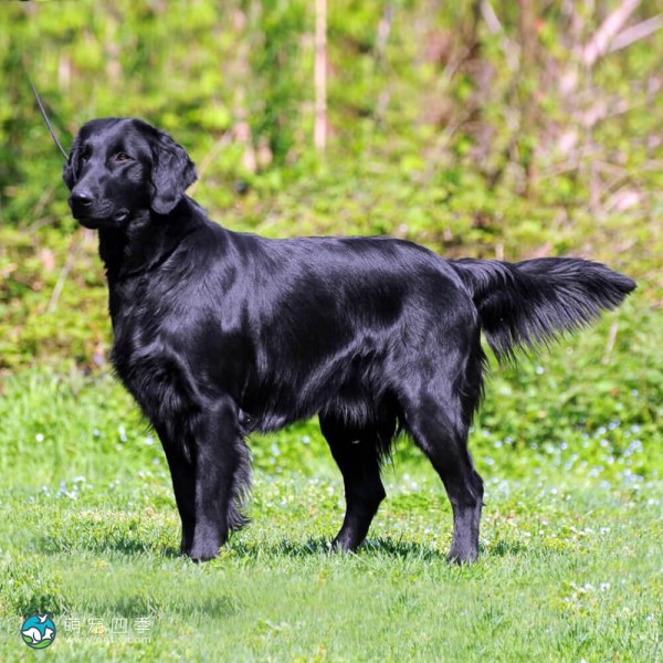 平毛寻回犬-3