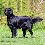 平毛寻回犬-缩略图-3