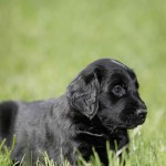 平毛寻回犬-缩略图-4