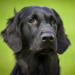 平毛寻回犬-缩略图-6