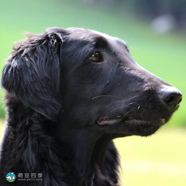 平毛寻回犬-8