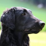 平毛寻回犬-缩略图-8