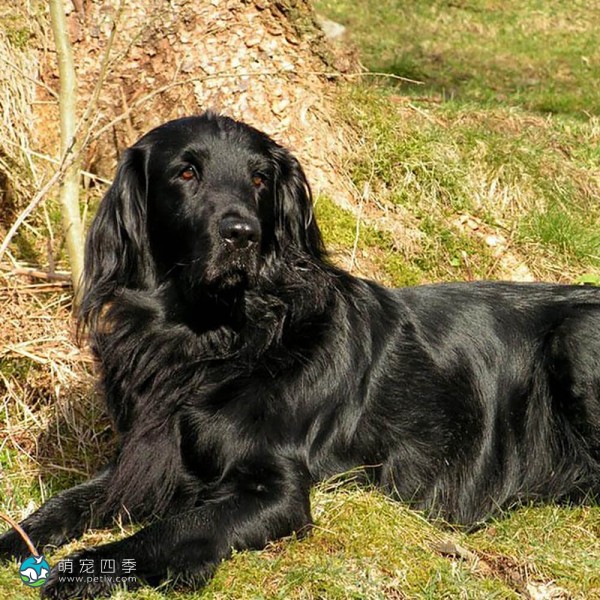平毛寻回犬-10