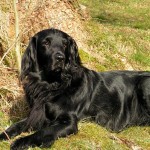 平毛寻回犬-缩略图-10