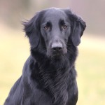 平毛寻回犬-缩略图-11