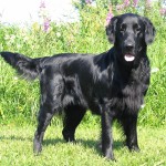 平毛寻回犬-缩略图-12