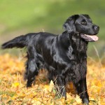 平毛寻回犬-缩略图-13