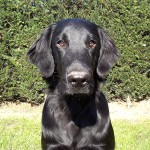 平毛寻回犬-缩略图-14