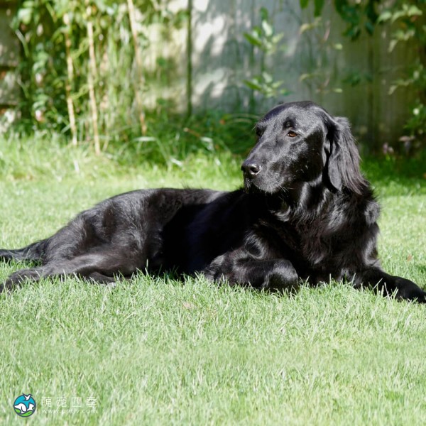 平毛寻回犬-15