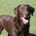 拉布拉多寻回犬-缩略图-1