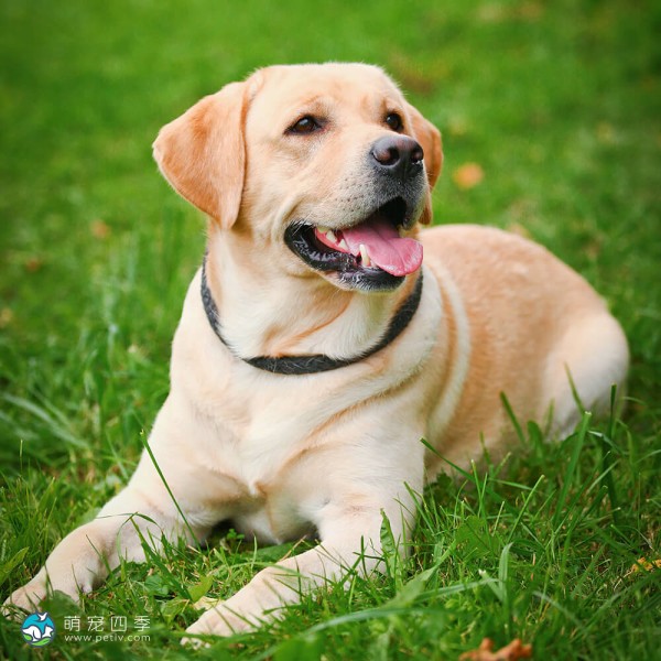 拉布拉多寻回犬-2
