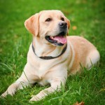 拉布拉多寻回犬-缩略图-2