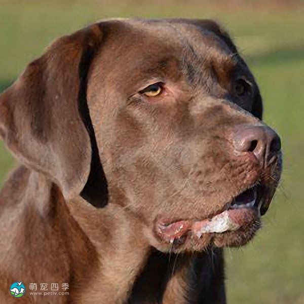 拉布拉多寻回犬-3