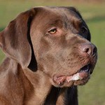 拉布拉多寻回犬-缩略图-3