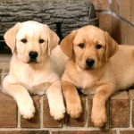 拉布拉多寻回犬-缩略图-4