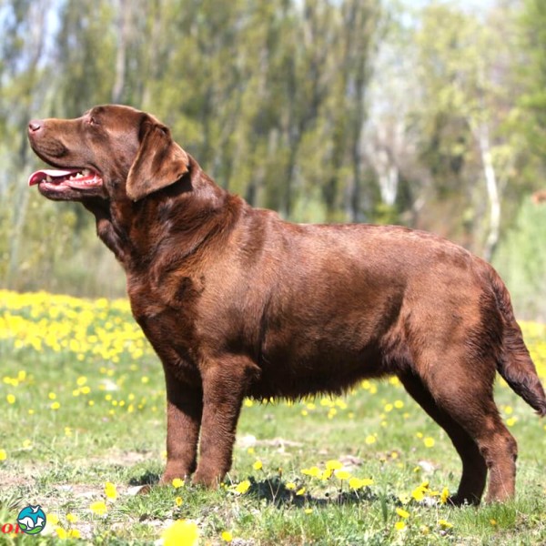 拉布拉多寻回犬-5