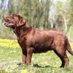 拉布拉多寻回犬-缩略图-5