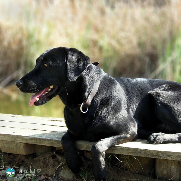 拉布拉多寻回犬-6