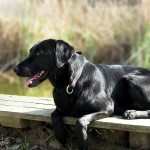 拉布拉多寻回犬-缩略图-6