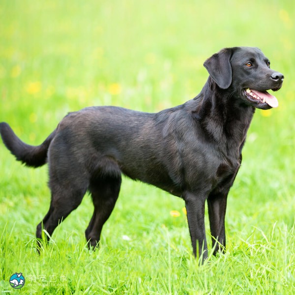 拉布拉多寻回犬-7