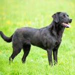 拉布拉多寻回犬-缩略图-7