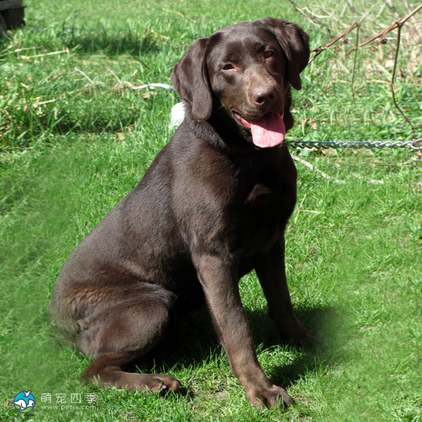 拉布拉多寻回犬-8