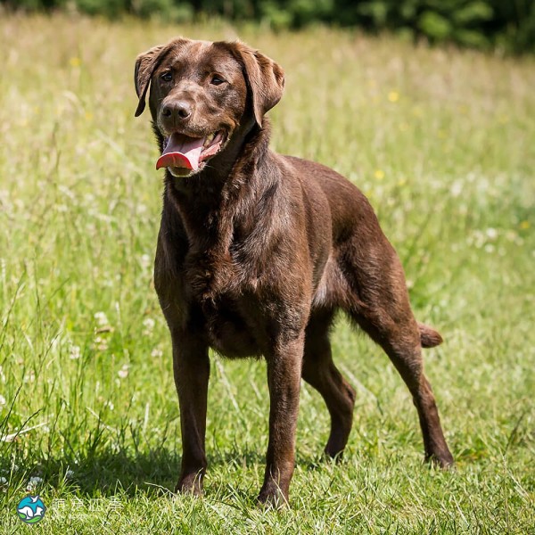 拉布拉多寻回犬-9