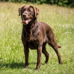 拉布拉多寻回犬-缩略图-9