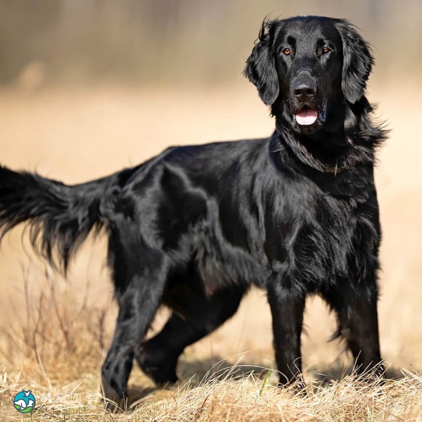 拉布拉多寻回犬-11